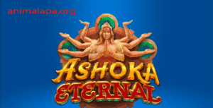Dominasi Ashoka Eternal Trik Jitu Maxwin dan Kemenangan